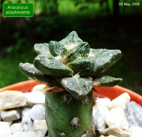 Ariocarpus_ scaphirostris _01